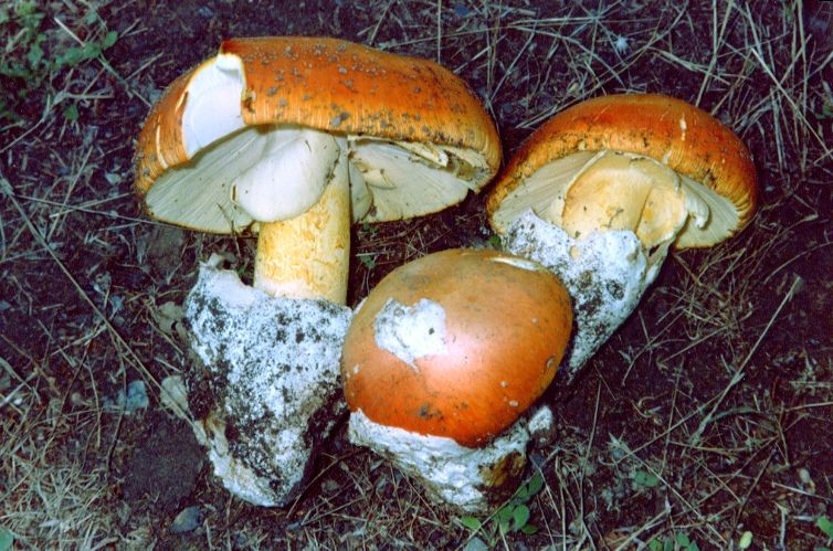  Image name: Amanita_caesarea8.jpg 
 width: 754 pixel 
 height: 499 pixel 
 Size: 154909 bytes 
 Click to enlarge 